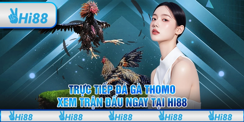 Trực Tiếp Đá Gà Thomo Xem Trận Đấu Và Cược Ngay Tại Hi88