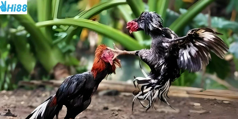 Chọn chiến kê mạnh mẽ giúp bạn luôn thắng cược