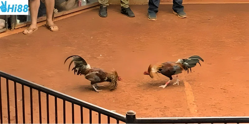 Đá gà Philippines những trận chiến hấp dẫn