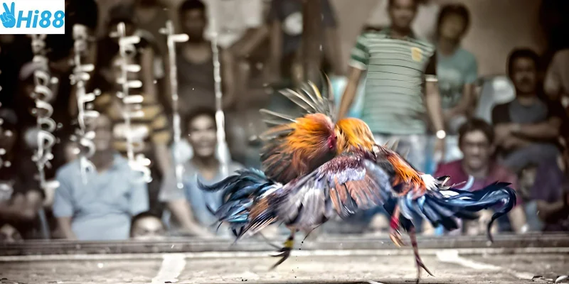 Đá gà trực tiếp 67 bộ môn giải trí hấp dẫn