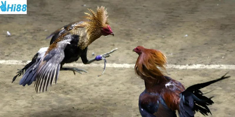 Những trận chiến đá gà trực tiếp từ Campuchia