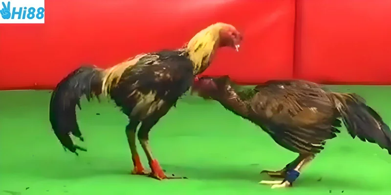 Tham gia dễ dàng với hướng dẫn từ nhà cái Hi88