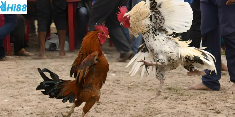Tham gia những trận đá gà mạnh dễ dàng với Hi88