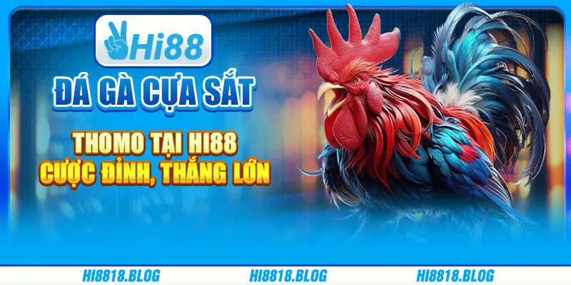 Đá Gà Cựa Sắt Thomo Tại Hi88 - Cược Đỉnh, Thắng Lớn