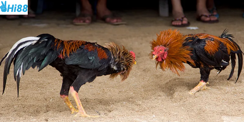 Đa dạng loại kèo cược giúp người chơi dễ lựa chọn