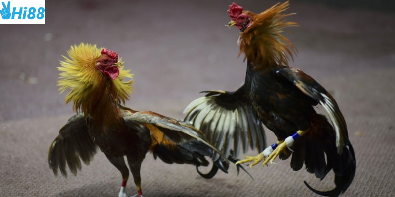 Đá gà cựa sắt Thomo bộ môn hấp dẫn tại Hi88