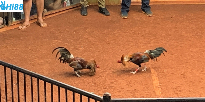 Đá gà Philippines những trận chiến hấp dẫn