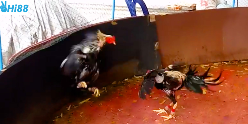 Hình ảnh và những thống kê giúp bạn tối ưu chiến thuật