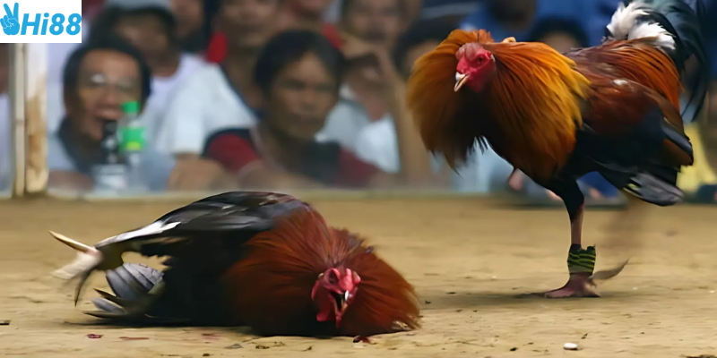 Tham gia dễ dàng với công nghệ trực tiếp sắc nét