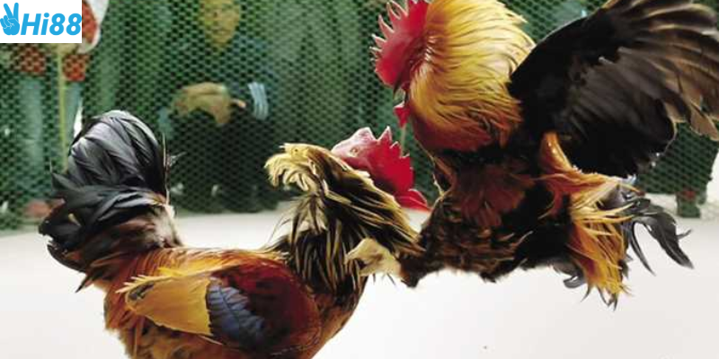 Trực tiếp kịch tính và đặt cược nhanh gọn