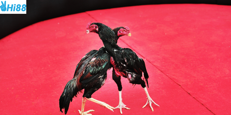 Đá gà nòi thu hút hàng triệu lượt cược mỗi ngày