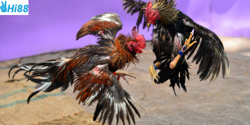 Phân tích trận đấu và đặt cược hợp lý