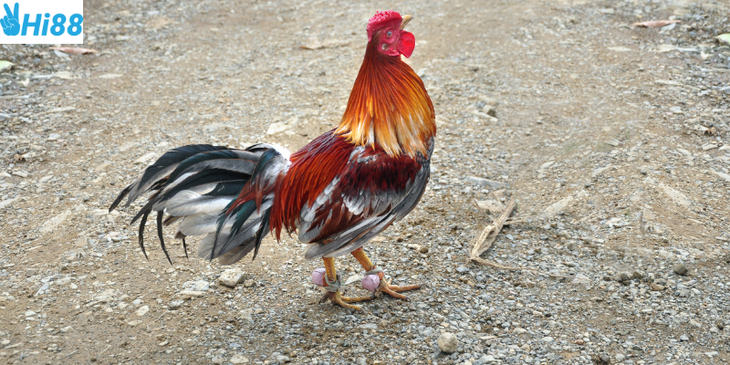 Phát trực tiếp chất lượng và thanh toán nhanh chóng