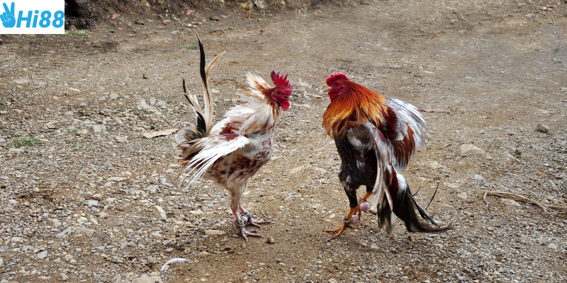 Tham gia cược đá gà tre nhanh cùng nhà cái