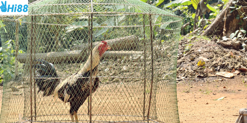 Thời gian thi đấu ngắn và tỷ lệ hấp dẫn