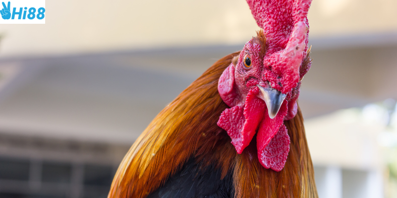 Tốc độ thi đấu nhanh và hấp dẫn